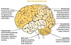 brain function