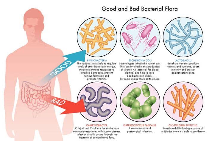 good-and-bad-bacterial-flora