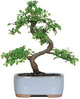 bonsai