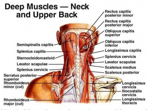 deep muscles - neck and upper black