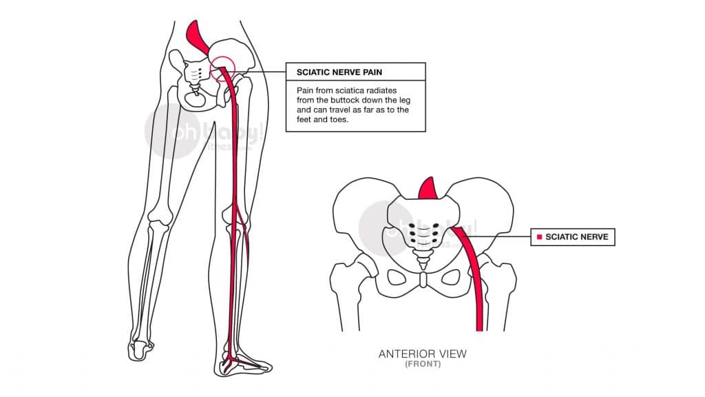 sciatic nerve explanation 
