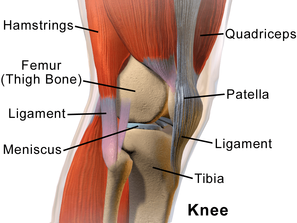 Knee joint anatomy